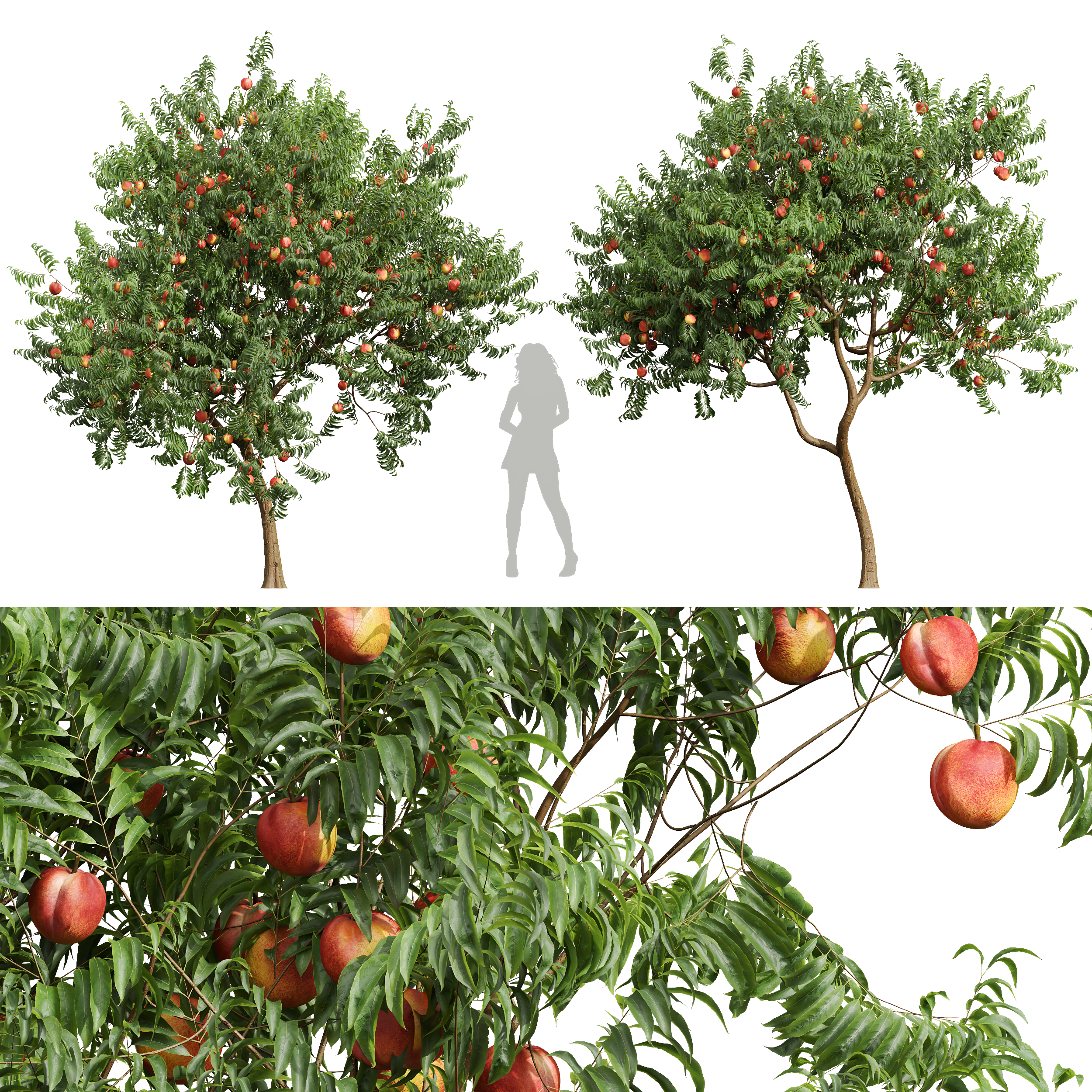 New Plant High detail Amygdalus Persica Peach